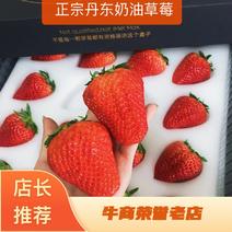 现摘丹东99红颜奶油草莓大果礼盒装新鲜水果顺丰