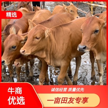 （推荐)西门塔尔牛犊肉牛苗包健康小牛仔厂家直销
