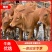 （推荐)西门塔尔牛犊肉牛苗包健康小牛仔厂家直销