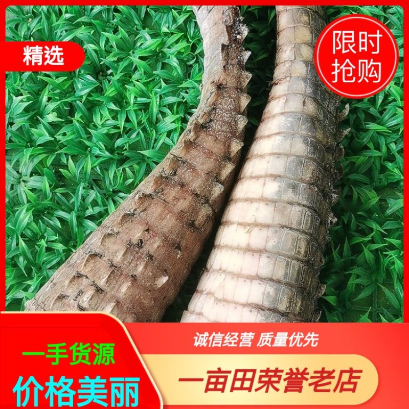 大量批发零售商品鳄鱼尾，鳄鱼腿，鳄鱼背