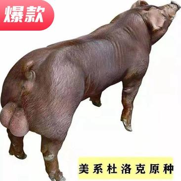 【推荐】新美系杜洛克种猪大小都有全国发货，回家就能用