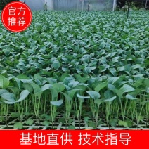 【精品】西兰花苗大量上市了，一手货源，量大从优，价格美丽