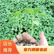 [精品]辣椒苗大量上市了，基地直发，量大从优，价格美丽。