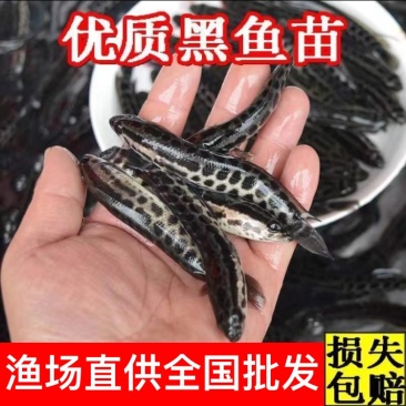 【精品】黑鱼乌鱼苗一手货源全国发货包技术包指导量大价低