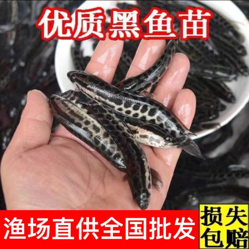 【精品】黑鱼乌鱼苗一手货源全国发货包技术包指导量大价低