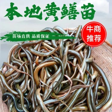 【精选】优质黄鳝鱼苗活体新货全国批发渔场一手货源包成活