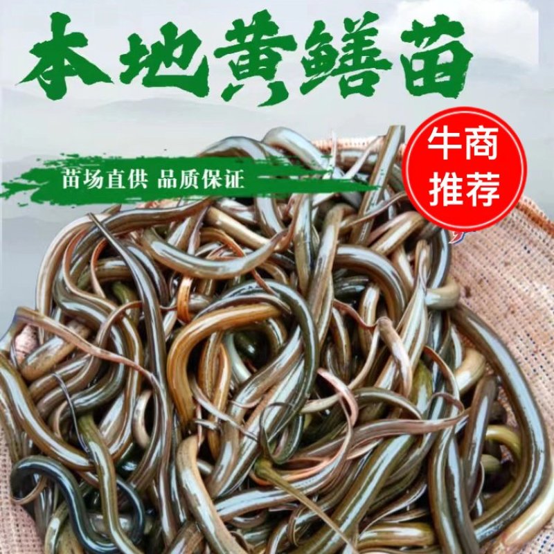 【精选】优质黄鳝鱼苗活体新货全国批发渔场一手货源包成活
