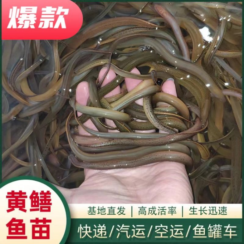 【精选】优质黄鳝鱼苗活体新货全国批发渔场一手货源包成活