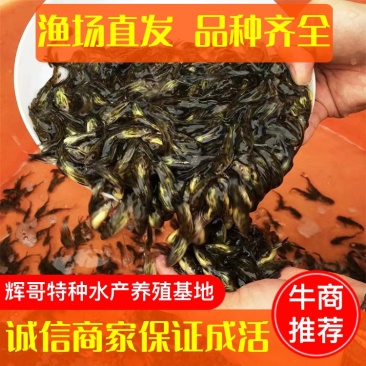 【优选】黄骨鱼苗黄辣丁黄颡鱼苗五公分长现发现货技术指导