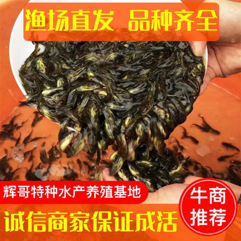 【优选】黄骨鱼苗黄辣丁黄颡鱼苗五公分长现发现货技术指导