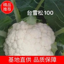 【牛】定西菜花散花商超品质量大从优产地直发