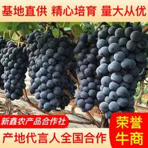 【精品推荐】优质特大夏黑葡萄品质保证5月下旬上市欢迎订购