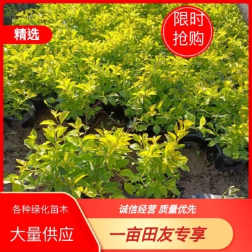 基地供应，红继木，毛杜鹃，满天星，黄金叶等各种苗木。