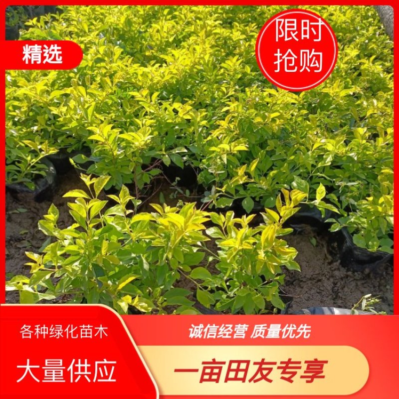 基地供应，红继木，毛杜鹃，满天星，黄金叶等各种苗木。