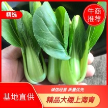 油菜上海青唐菜，山东曹县蔬菜原产地直一手货源