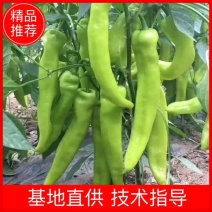 【辣椒苗】线椒苗辣椒苗圆椒青椒苗螺丝椒苗品种齐全欢迎选订