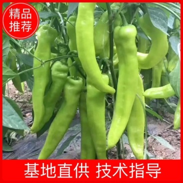 【辣椒苗】线椒苗辣椒苗圆椒青椒苗螺丝椒苗品种齐全欢迎选订