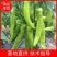 【辣椒苗】线椒苗辣椒苗圆椒青椒苗螺丝椒苗品种齐全欢迎选订