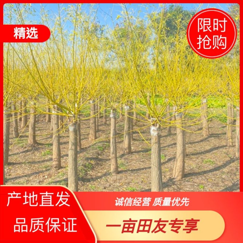出售6公分8公分10公分15公分金枝槐、黄金槐