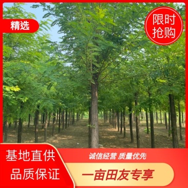 推荐6-15公分刺槐、洋槐、物美价廉、薄利多销