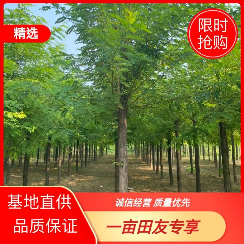 推荐6-15公分刺槐、洋槐、物美价廉、薄利多销