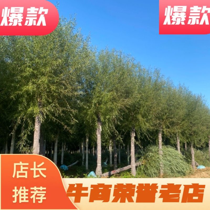 推荐：8公分10公分15公分馒头柳、旱柳、量大