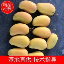 海南三亚小台芒一级果货源充足价格便宜欢迎新老客户来电