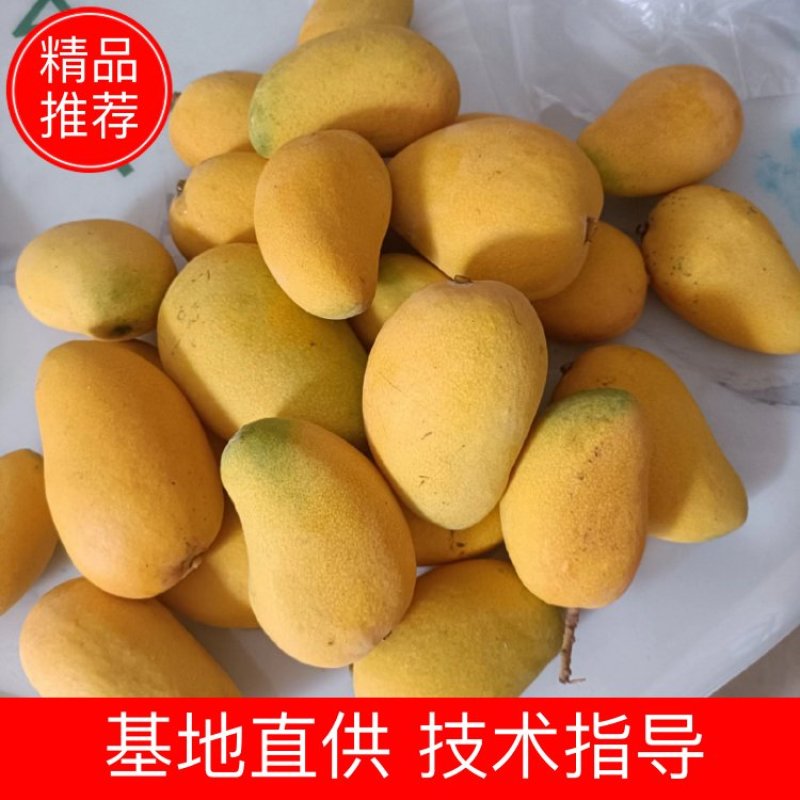 海南精品热带水果一级台龙芒果货源充足价格美丽