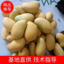 海南三亚热带芒果小台芒货源充足价格便宜欢迎选购