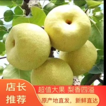 【砀山酥梨】6两以上一手货源保证质量随到随收欢迎电话联系