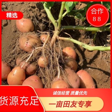 云南合作88号新土豆大量上市，现挖现发，薯片加工厂专用