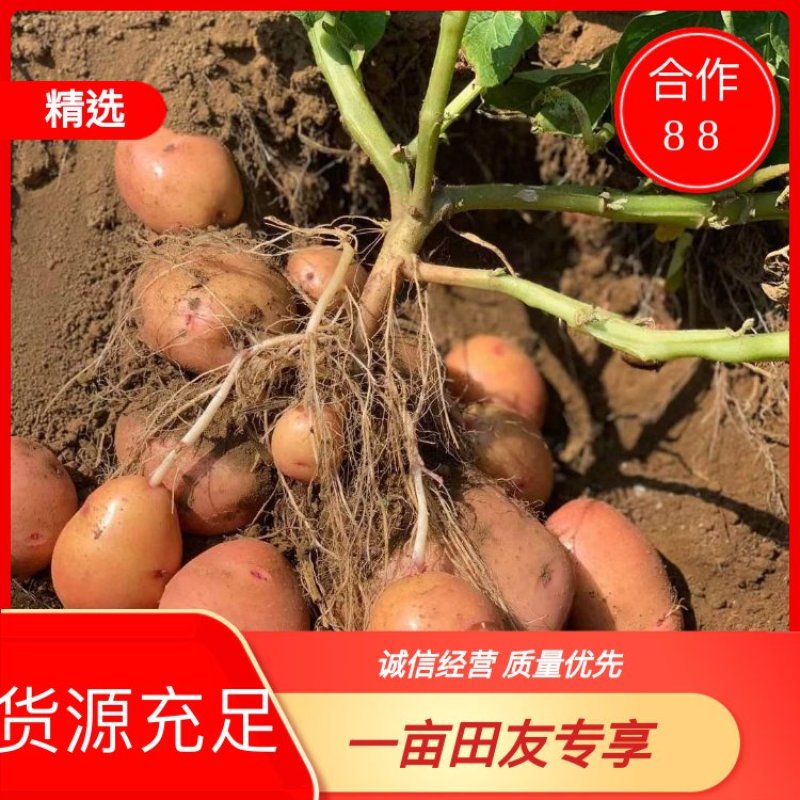 云南合作88号新土豆大量上市，现挖现发，薯片加工厂专用