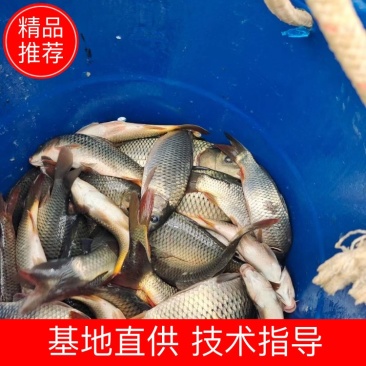 红尾鲤鱼，个大品质优良，存活率高需要的老板联系