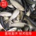 江苏优质草鱼苗淡水养殖成活率高抗病能力强欢迎咨询