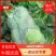 万亩种植基地精品圆包菜甘蓝欢迎各地客商前来咨询