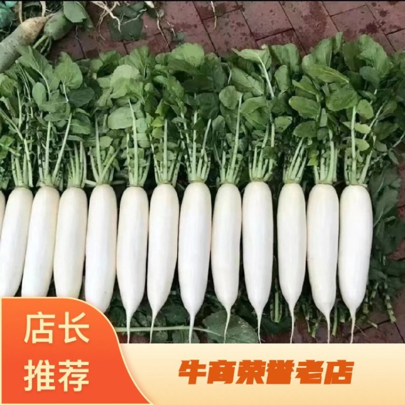 精品345排白萝卜产地直发大量有货