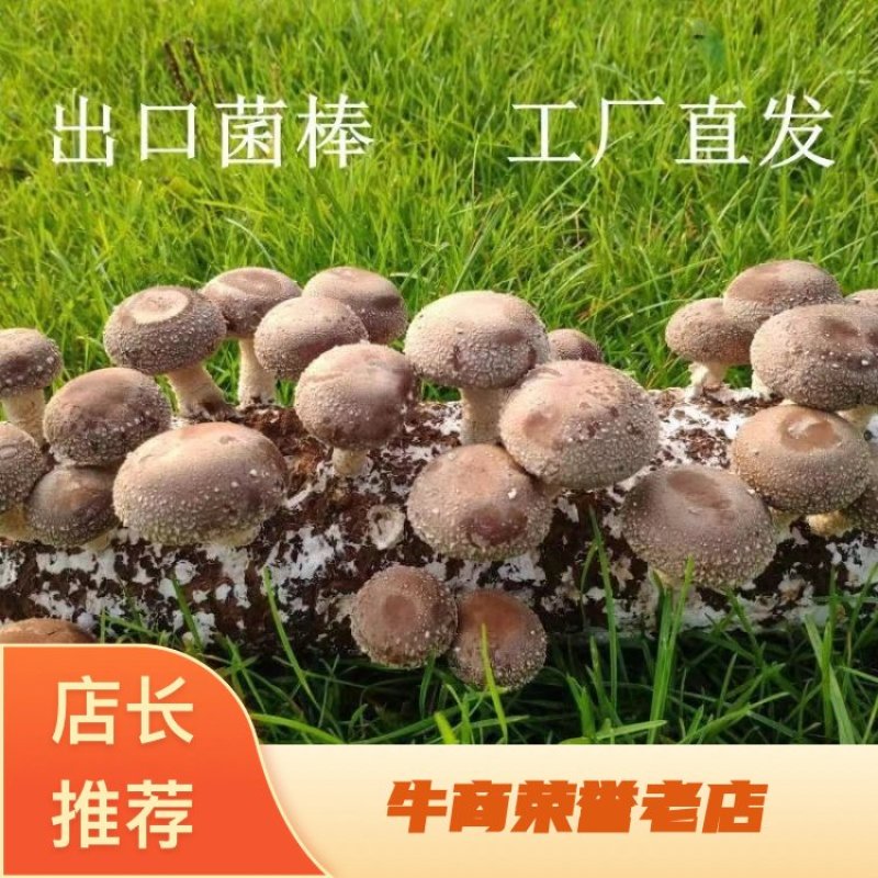 香菇菌棒基地直供一手货源大量上市品质保证诚信经营