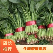 [精品]精品菠菜大量供应保质保量全国发货