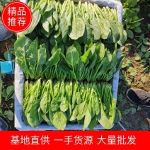 精品菠菜小叶菠菜大量上市可视频保质保