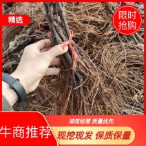 阳光玫瑰葡萄苗口感香甜一手货源假一赔十