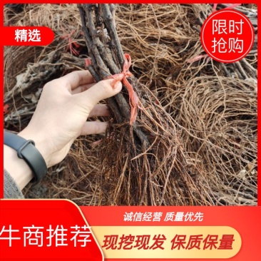阳光玫瑰葡萄苗口感香甜一手货源假一赔十