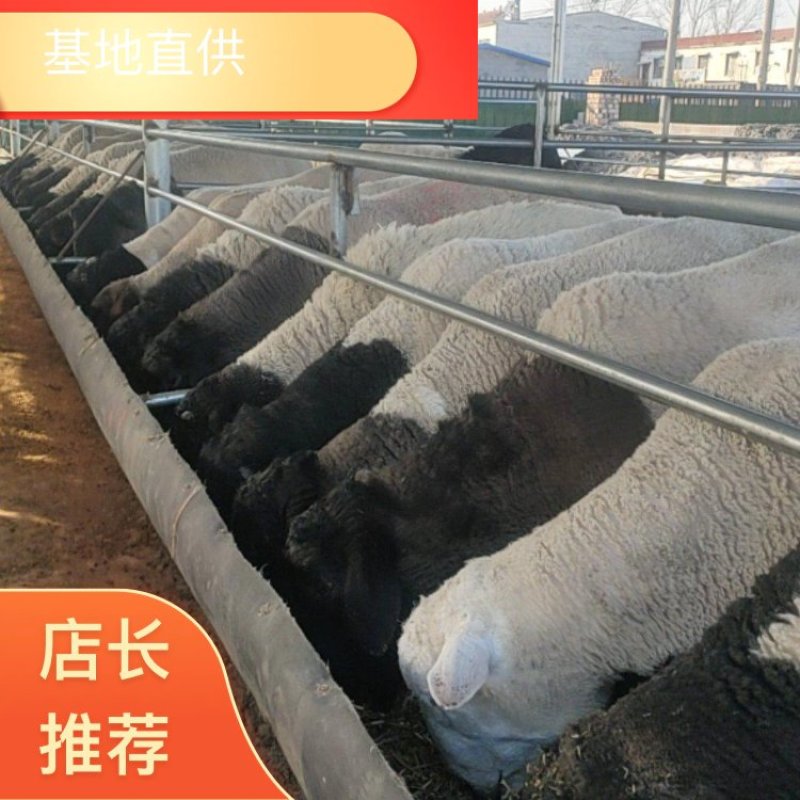 小尾寒羊种羊小尾寒羊养殖场头胎二怀孕羊活体小羊苗价格