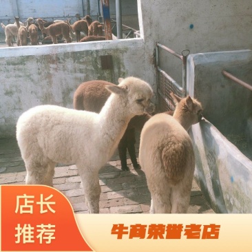 哪里有卖羊驼宠物羊驼白色小羊驼活体羊驼幼崽价格