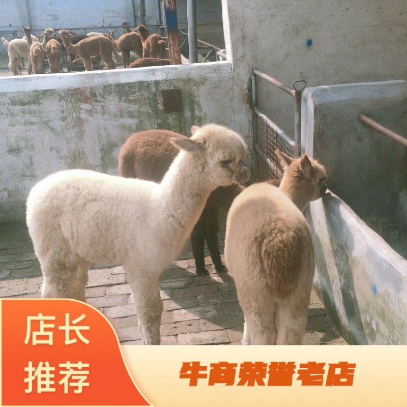 哪里有卖羊驼宠物羊驼白色小羊驼活体羊驼幼崽价格
