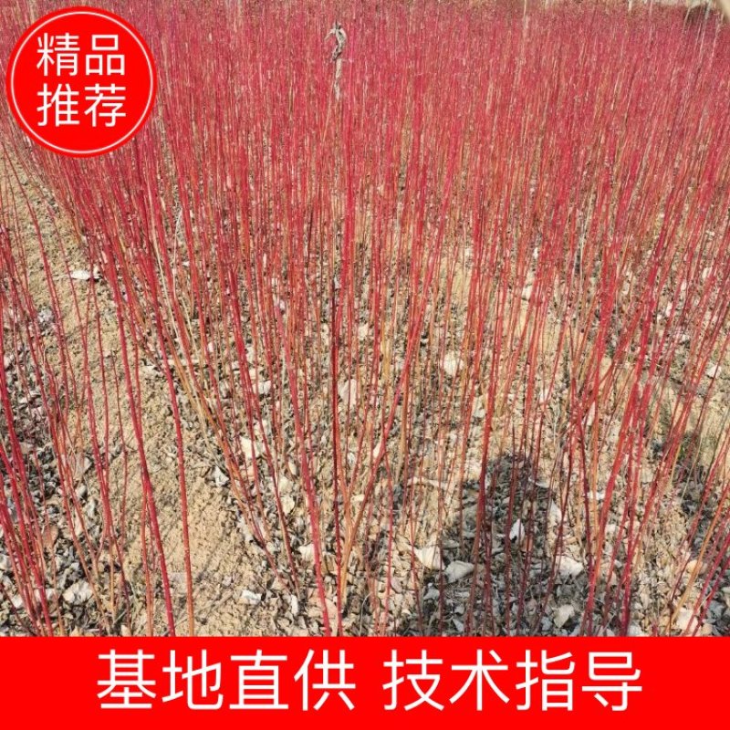 红瑞木50-1.2米高红瑞木苗提供发票量大从优包装车