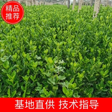 大叶黄杨,大叶黄杨苗,大叶黄杨球,规格齐全