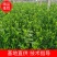 大叶黄杨,大叶黄杨苗,大叶黄杨球,规格齐全