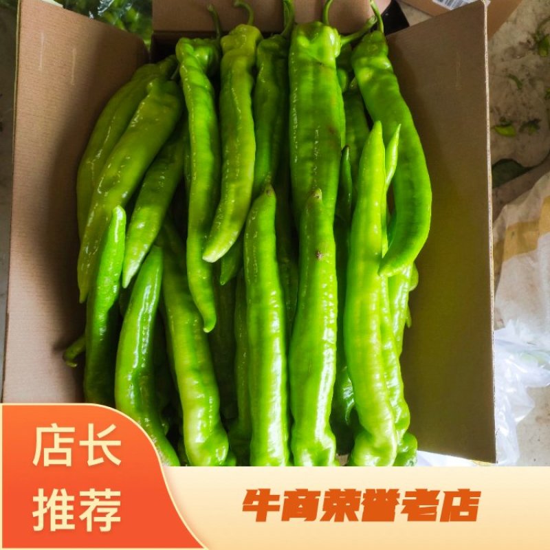 精品尖椒，条直20公分以上，色泽鲜亮，品质上乘，价格低廉