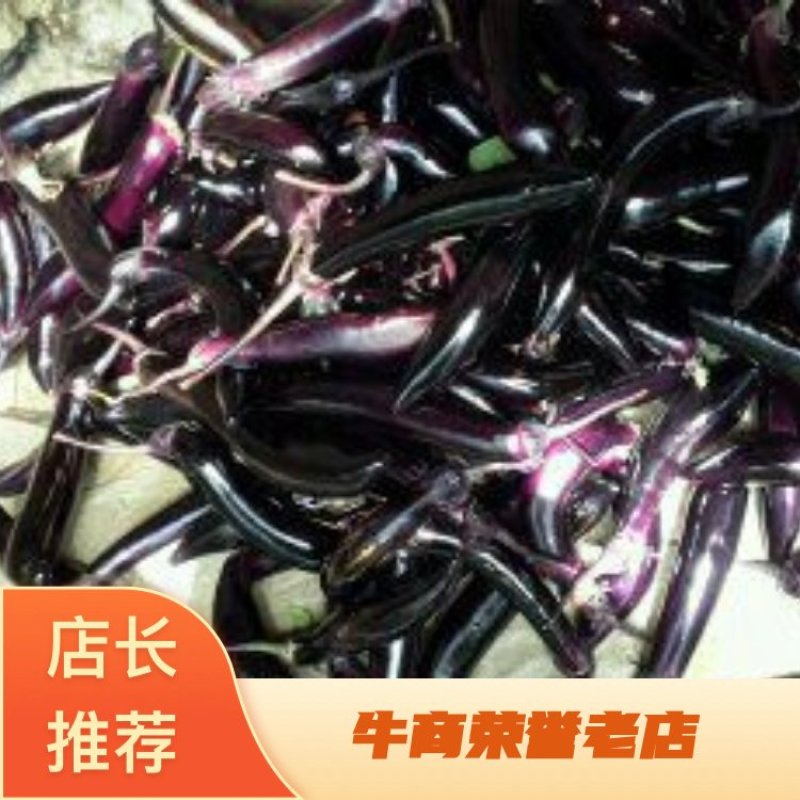 长茄子2两以上