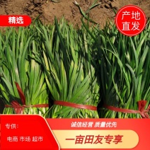 露天头刀韭菜根粗叶绿红紫根泥土菜非二茬韭菜提供代收加冰